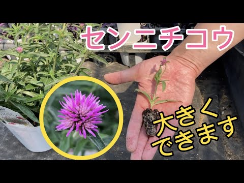 リオ グランデ アマランチン、スカーレット ゴンフレナ、ゴンフレナ ハゲアナ