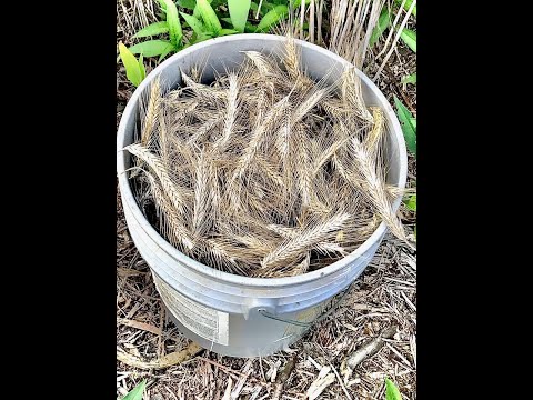RYE ,Harvest,Thresh,Winnow,Mill and Cook