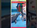 Dolfine Lover Dolphin Love Girl In Tamil Dolphin In Love Short Zipofacts Dolfine Trending
