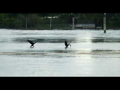 The cormorant coup - big fish Der Kormoran Coup - riesiger Fisch #birds
