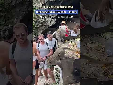 景区猴子偷袭游客抢走墨镜，还没捂热乎，就被后面游客一把薅走【宇哥】