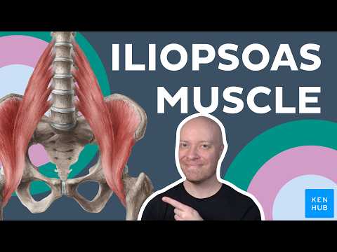 Anatomie & Behandlungswissen Videos – Interaktives Nachschlagewerk für Physio, Massage, Therapie 18 Iliopsoas muscle: Anatomy and function