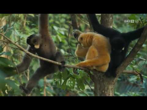 ORF 2 [HD] Universum - Vietnams tropischer Süden - Im Reich des Wassers Teil 2 14. November 2023