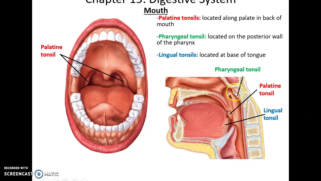 Human Anatomy & Physiology: Chapter 15 Part 1 Digestive System