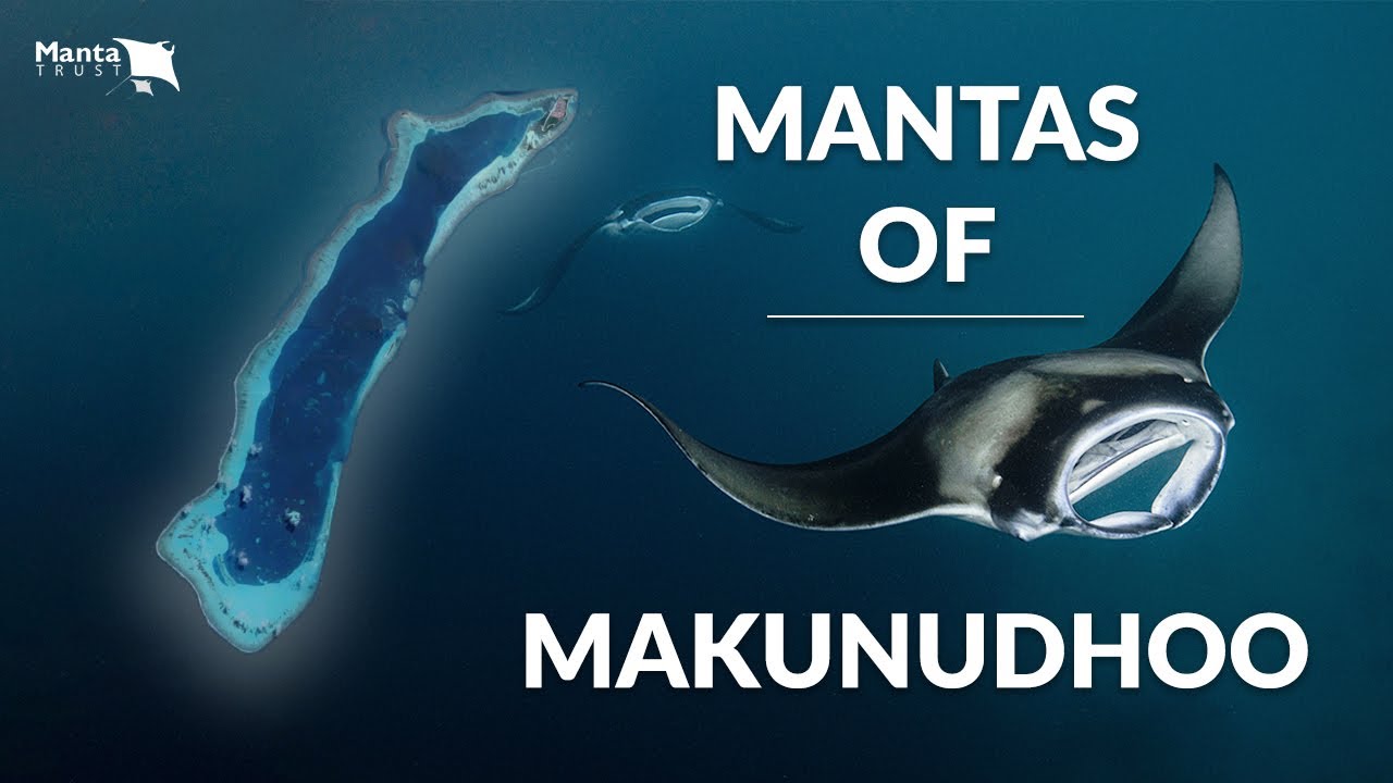 Manta Trust - Mantas of Makunudhoo (Dhivehi Subtitles)