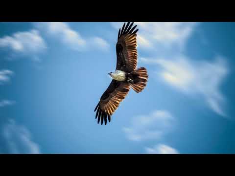 Roman Depthsound feat  Maria Estrella - Need You Here Nikko Cultur