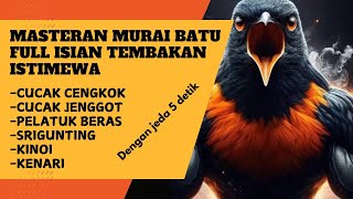 Download lagu Masteran Murai Batu Full Isian Tembakan Istimewa yang paling di Cari mp3 Download lagu Masteran Murai Batu Full Isian Tembakan Istimewa yang paling di Cari mp3