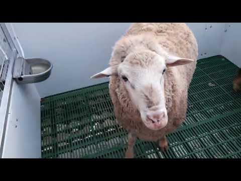 Pan and jar automatic water drinker for goats, 3.5litter