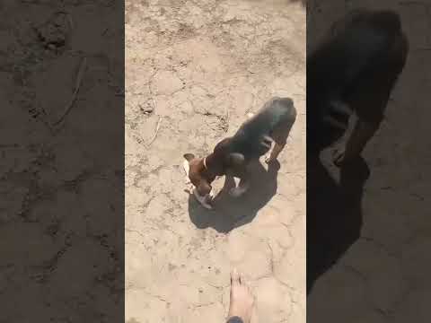 day 04 of 30 days street dog eating food challenge #street #viral #vlog @Street_Dog_Pluto