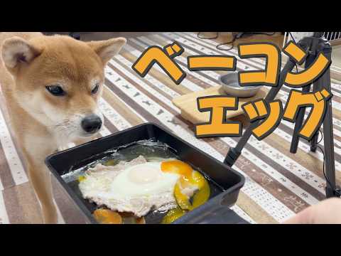【柴犬小夏】大好きな目玉焼きは大胆に喰らいつく！　ASMR