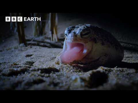 This Tiny Frog is a Deadly Hunter in the Dark | 4K UHD | BBC Earth