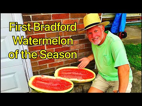 First Bradford Watermelon of the season from the garden