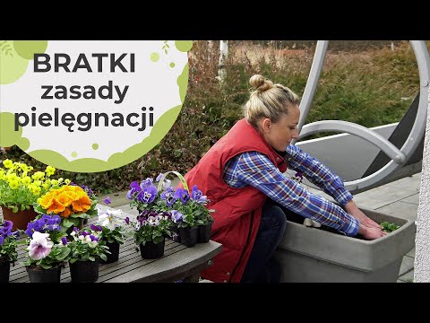 Bratki - wszystko co warto wiedzieć o bratkach. Zasady pielęgnacji i powody by je sadzić wiosną.