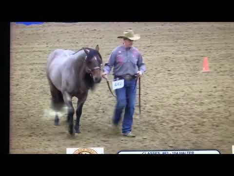 One Time Sannman Performance Halter