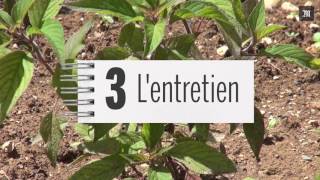 Jardin : Comment cultiver un potager bio ?