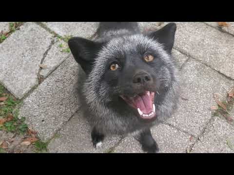 The Stereotype is True.. Foxes Are Thieves