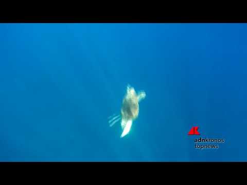 Enea torna in mare, il tuffo nel blu della Caretta Caretta salvata a Favignana...