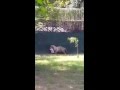 White Tiger Kills Student Delhi Zoo Accident 24th Sep 2014