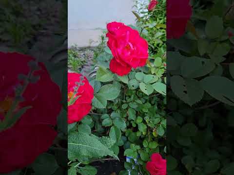 ##flowers # blooming#beautiful #summer ##please subscribe#