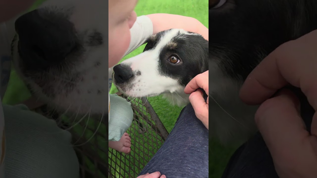 Enlarge Bailey , a Adoptable mixed breed in Blairstown, NJ video 5/5