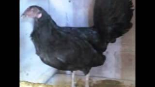 EL PALENQUE - VICENTE FERNANDEZ - GALPON RIOFRIO.wmv - YouTube.flv