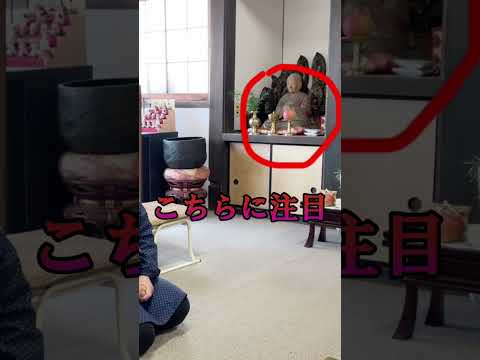 フロリバンダ「テキーラ 2003」 植物