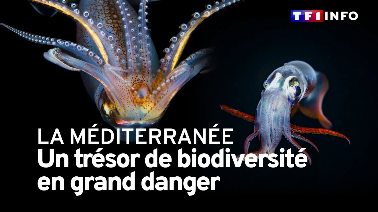 Plongée au cœur de la Méditerranée : un trésor de biodiversité en danger