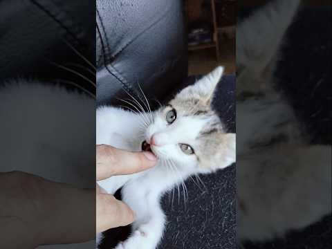 Ho voglia di moderti un po' le dita #cat #kitten