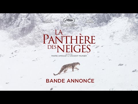 La Panthère des neiges - bande-annonce Haut et Court