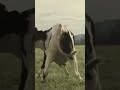 Whatsappstatus Funny Bandar Comedy Laughing Cat Monckey Monkey Animal Mankey