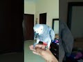Hand tamed African grey parrot|Flight training|