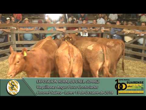 15-10-18 Venta de Vaquillonas Angus P.C. - Expo Coronel Suárez - Coronel Suárez