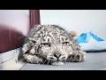 Remember That Dying Snow Leopard Cub See How He S Recovered Now After Professional Rescue Part 3