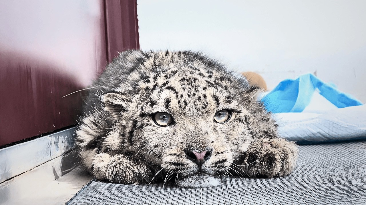 Remember that dying snow leopard cub? See how he's recovered now after professional rescue! Part 3
