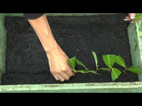 Cherry laurel cuttings are easy to make yourself