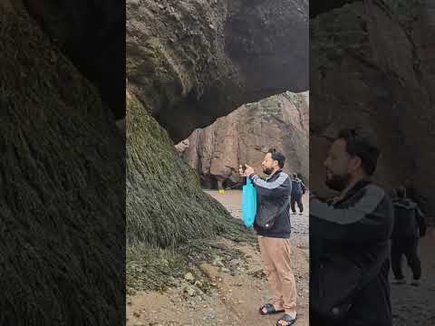 #seaweed in the rocks##nature