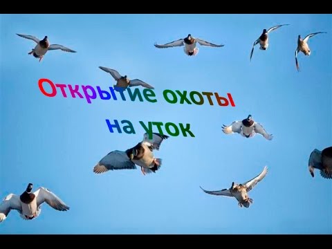 Открытие охоты на утку 2016г.   The opening of the duck hunting 2016