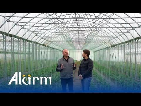 Ja çfarë duhet të keni kujdes kur keni serra!