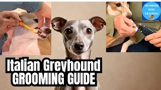 Italian Greyhound Complete Grooming Guide: Teeth, Nails, Bathing and Brushing