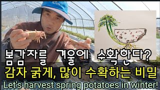 ☆봄감자를 겨울에 수확해야 돈이 되더라!☆Let's harvest spring potatoes in wint…
