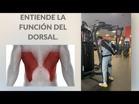 Dorsales. Entiende sus funciones.