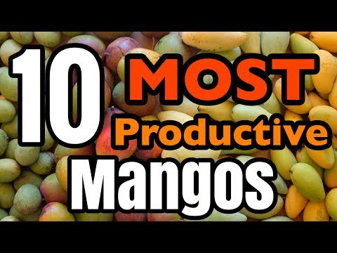 The 10 MOST Productive Mangos