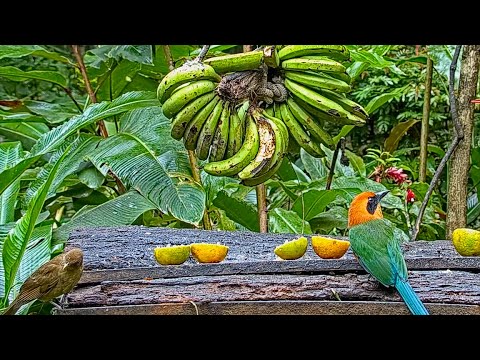 A Swirl Of Ripening Bananas And An Array Of Colorful Visitors – Jan. 19, 2021