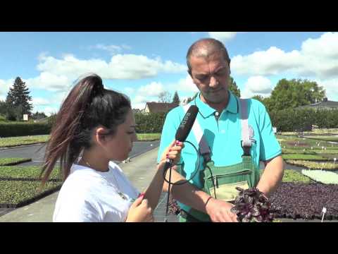 Gärtner Sönke - Folge 17: Was sind Stauden?