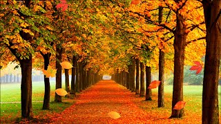 Ronny - Wenn du einsam bist