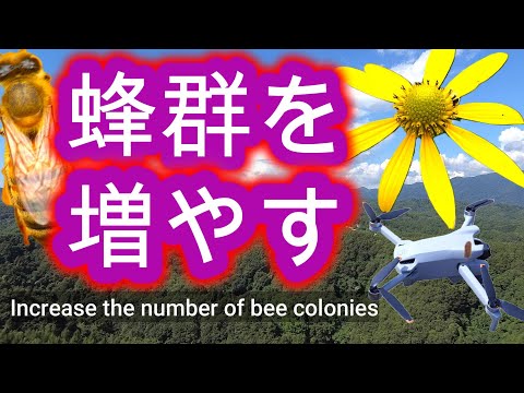 経済学科 晴蜂雨読 No. 61／ミツバチの群の数を、秋がやって来る前に増やす方法とは／ 2025年8月、その2／山崎亮一／字幕付き／increase the number of bee colonies