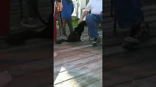 Wayne- black male- our first sire!