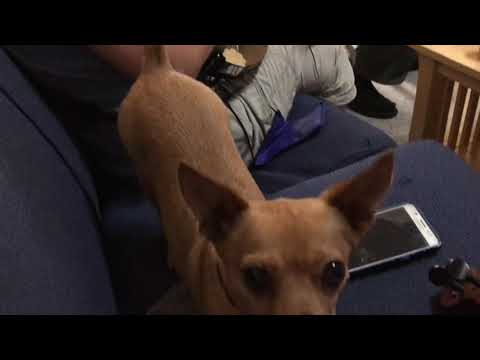 Crazy Clarinet Polka Jam - Peter, Gaby, Kellie, Rainer, Mr B