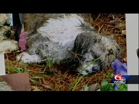 Dog left for dead in Saint Charles Parish makes miraculous recovery