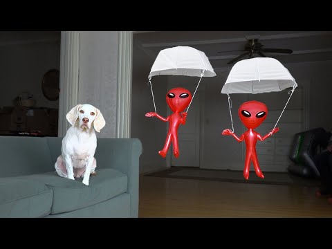 Dog vs. Aliens in Parachutes Prank: Funny Dog Maymo Pranked by Alien